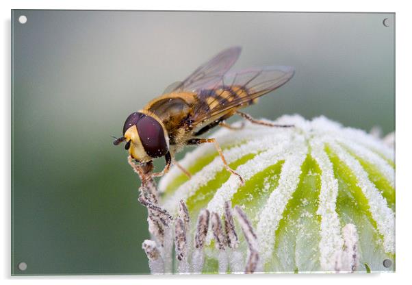 Hoverfly on Poppy Acrylic by Colin Tracy
