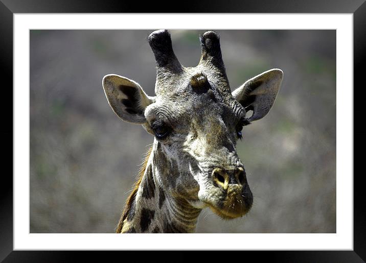 JTS2732 Masai Giraffe, Tsavo West Framed Mounted Print by Jim Tampin