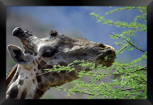 JST2733 Masai Giraffe feeding Framed Print by Jim Tampin