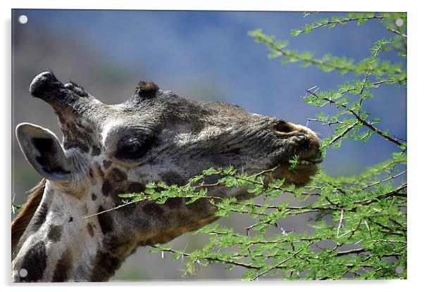 JST2733 Masai Giraffe feeding Acrylic by Jim Tampin