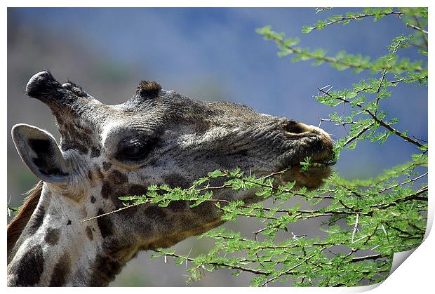 JST2733 Masai Giraffe feeding Print by Jim Tampin