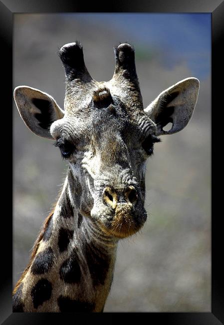 JST2734 Masai Giraffe, Tsavo West Framed Print by Jim Tampin