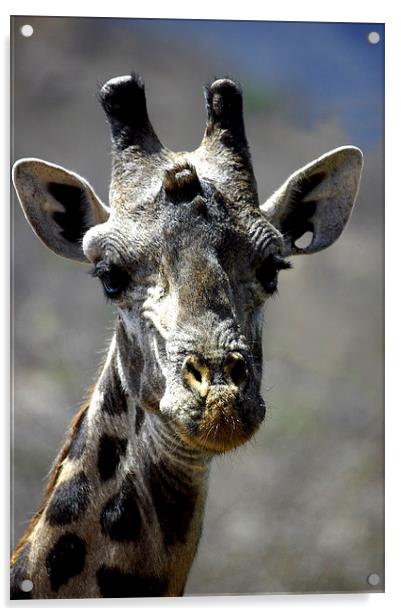 JST2734 Masai Giraffe, Tsavo West Acrylic by Jim Tampin