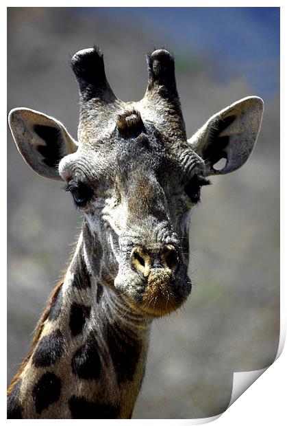 JST2734 Masai Giraffe, Tsavo West Print by Jim Tampin