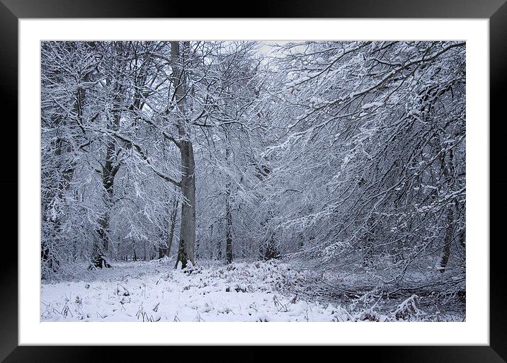 Winter Tree, New Forest Framed Mounted Print by Colin Tracy