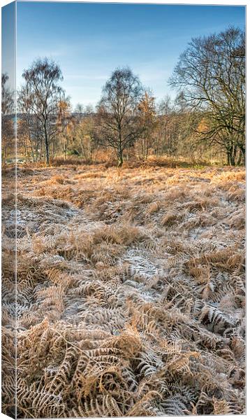 Frosty Woodland Canvas Print by Mike Stephen