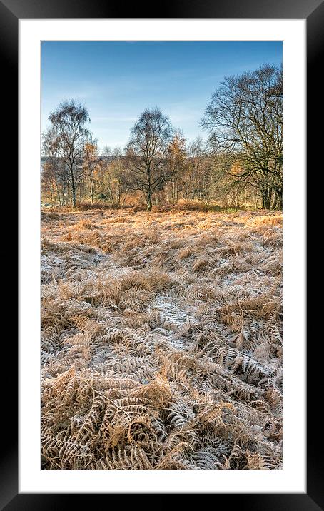 Frosty Woodland Framed Mounted Print by Mike Stephen