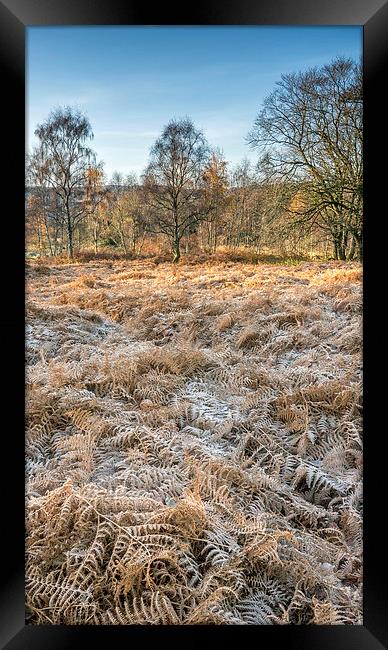 Frosty Woodland Framed Print by Mike Stephen