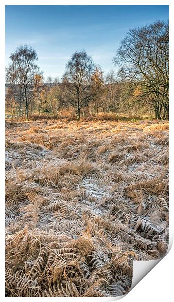 Frosty Woodland Print by Mike Stephen