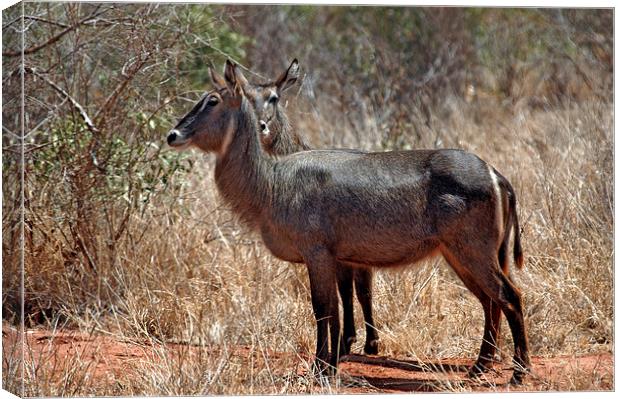 JST2735 Common Water Buck Canvas Print by Jim Tampin