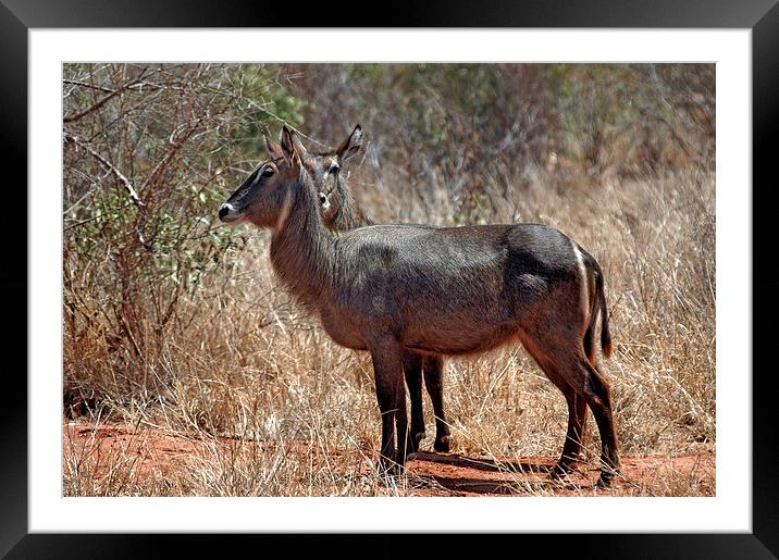 JST2735 Common Water Buck Framed Mounted Print by Jim Tampin