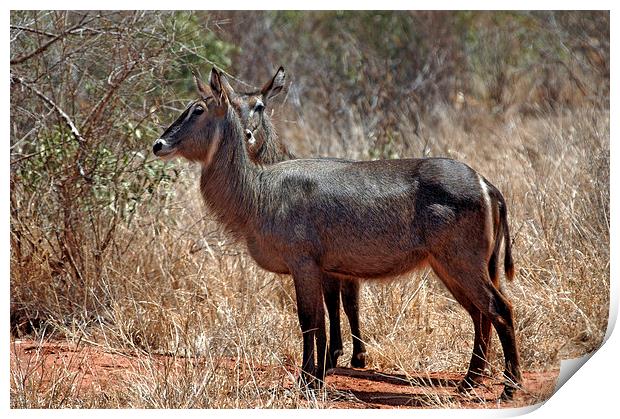 JST2735 Common Water Buck Print by Jim Tampin