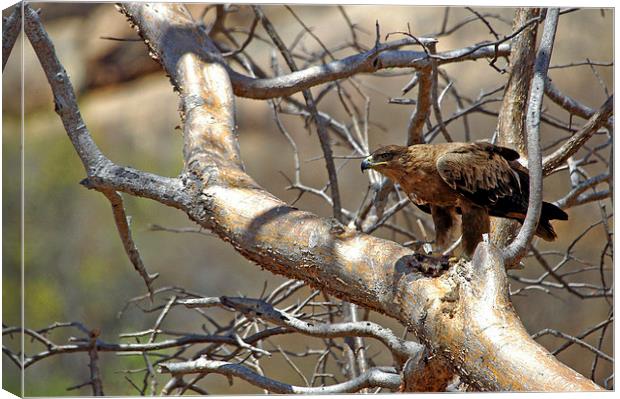 JST2736 Black African Kite Canvas Print by Jim Tampin