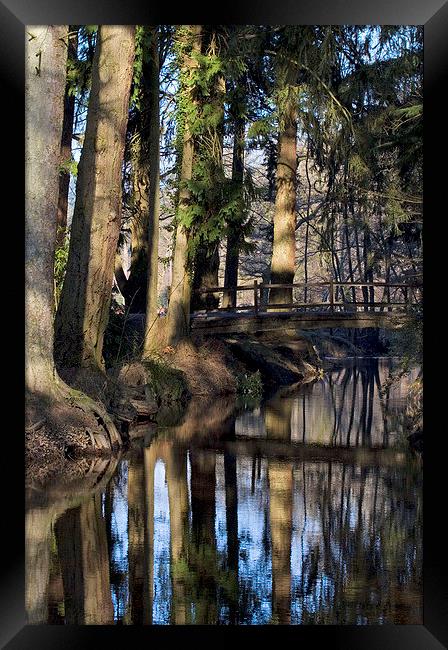 Blackwater 2, New Forest. Framed Print by Colin Tracy