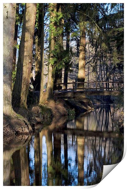 Blackwater 2, New Forest. Print by Colin Tracy