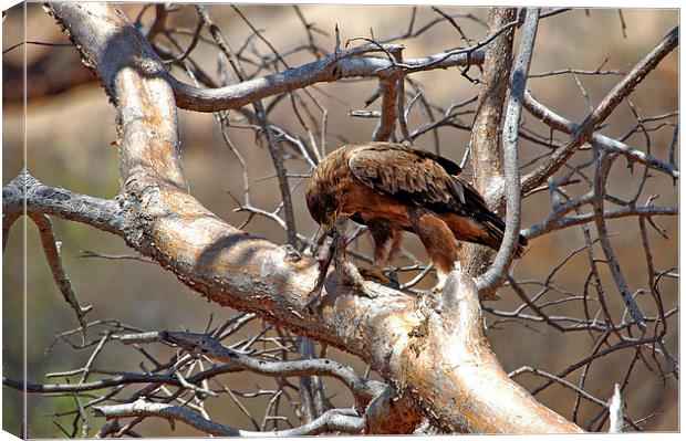 JST2738 Black African Kite with prey Canvas Print by Jim Tampin