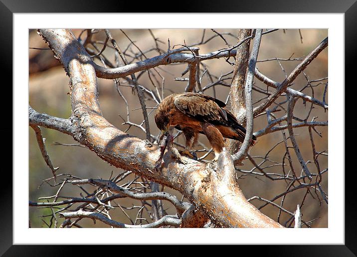 JST2738 Black African Kite with prey Framed Mounted Print by Jim Tampin