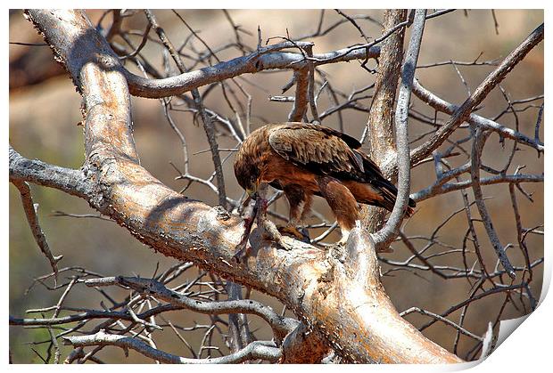 JST2738 Black African Kite with prey Print by Jim Tampin