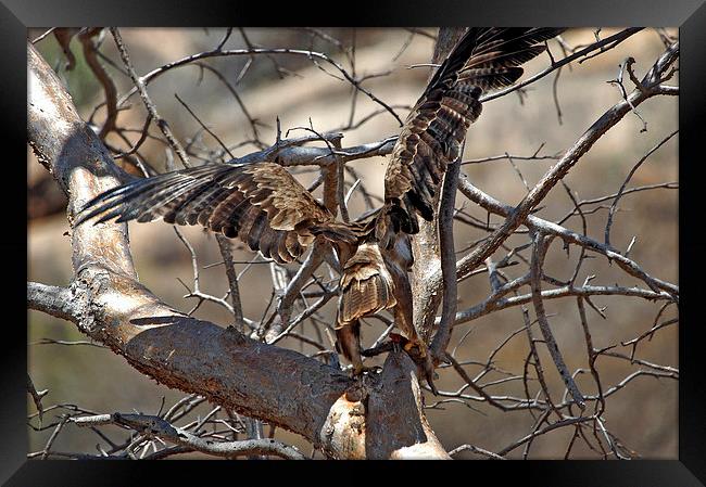 JST2740 Black African Kite Framed Print by Jim Tampin