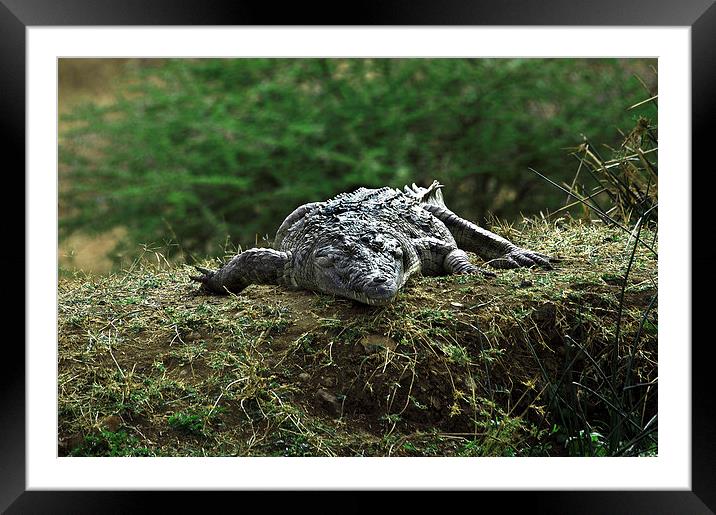 JST2743 Nile Crocodile, Tsavo West Framed Mounted Print by Jim Tampin