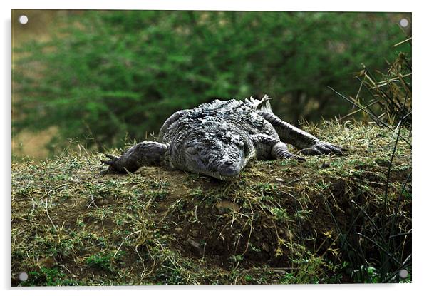 JST2743 Nile Crocodile, Tsavo West Acrylic by Jim Tampin