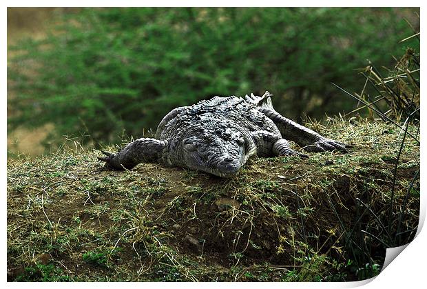 JST2743 Nile Crocodile, Tsavo West Print by Jim Tampin