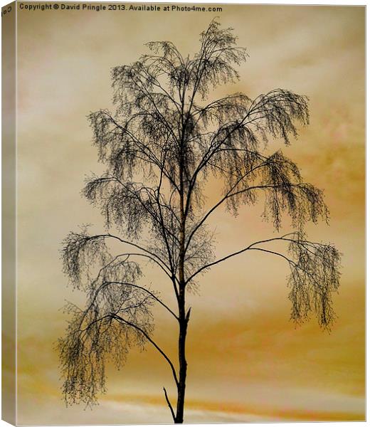 Tree Skeleton Canvas Print by David Pringle