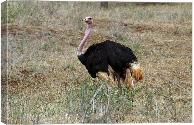 JST2744 Male Ostrich Canvas Print by Jim Tampin
