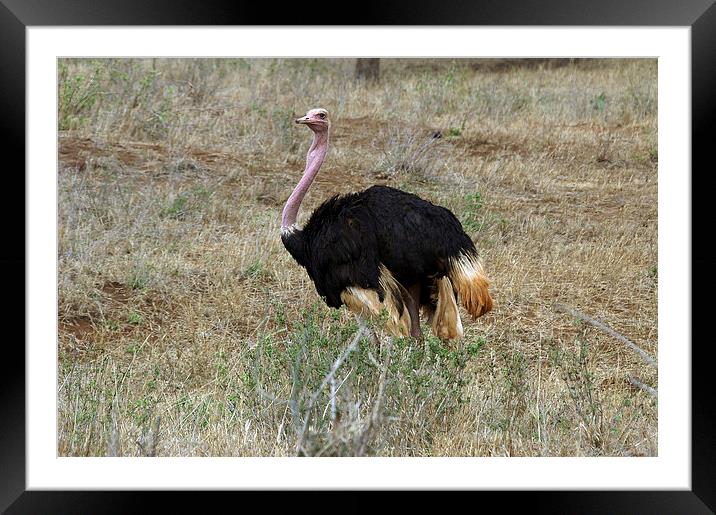 JST2744 Male Ostrich Framed Mounted Print by Jim Tampin