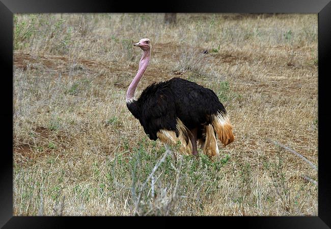JST2744 Male Ostrich Framed Print by Jim Tampin