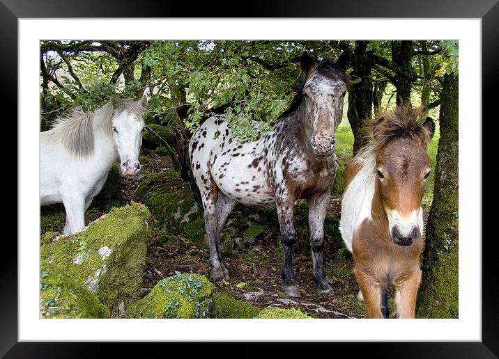 Dartmoor Ponies Framed Mounted Print by Colin Tracy