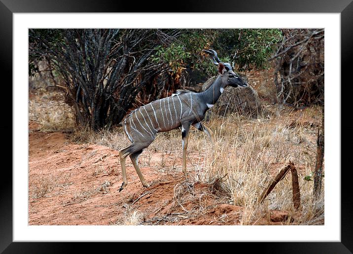 JST2747 Male Lesser Kudu Framed Mounted Print by Jim Tampin