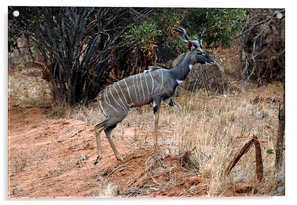 JST2747 Male Lesser Kudu Acrylic by Jim Tampin