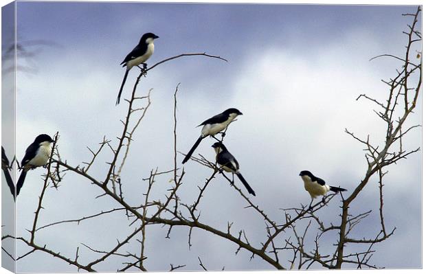 JST2749 Long Tailed Fiscal Shrikes Canvas Print by Jim Tampin