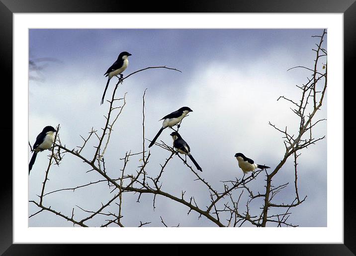 JST2749 Long Tailed Fiscal Shrikes Framed Mounted Print by Jim Tampin