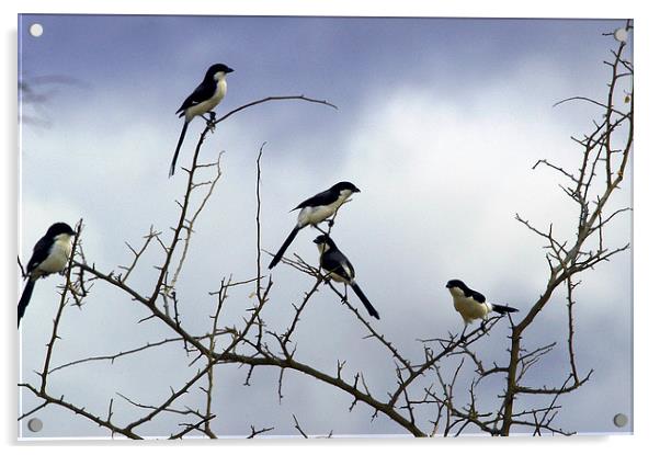 JST2749 Long Tailed Fiscal Shrikes Acrylic by Jim Tampin