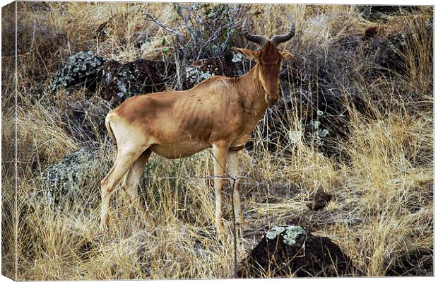 JST2750 Cokes Hartebeest Canvas Print by Jim Tampin