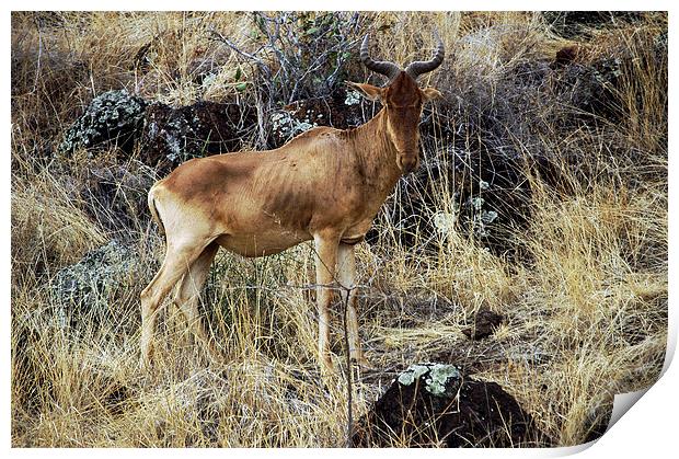 JST2750 Cokes Hartebeest Print by Jim Tampin