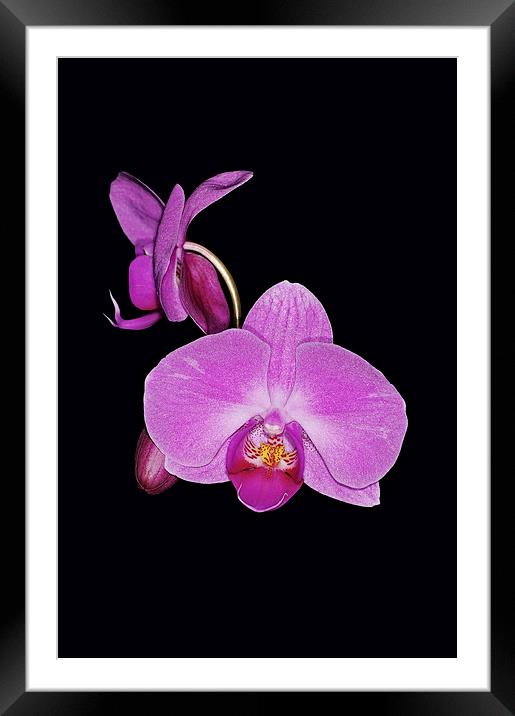 Exotic Orchid Framed Mounted Print by Brian Fry