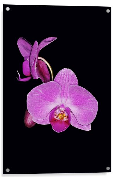 Exotic Orchid Acrylic by Brian Fry