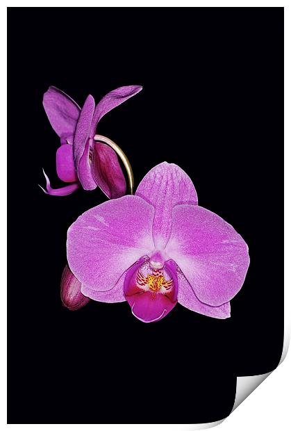 Exotic Orchid Print by Brian Fry