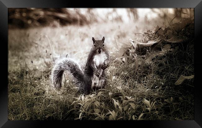 Hello To You Framed Print by Elaine Manley