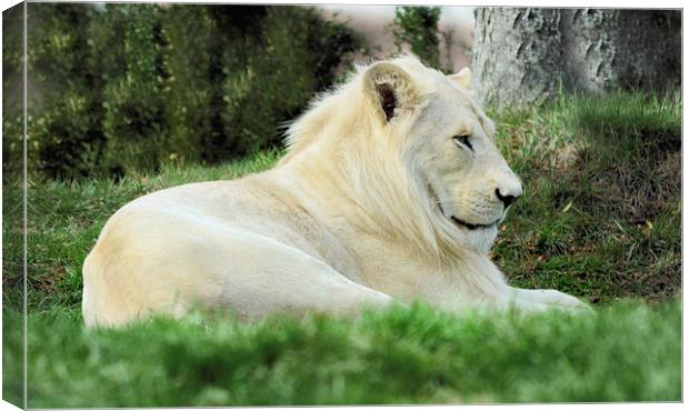  Beautiful White Lion Male     Animal Canvas Print by Elaine Manley