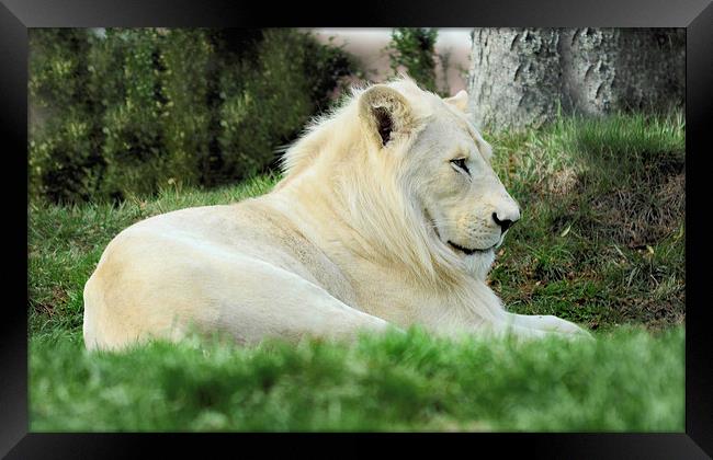  Beautiful White Lion Male     Animal Framed Print by Elaine Manley