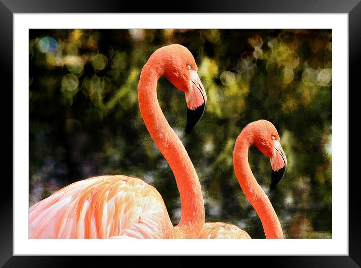 Flamingos Framed Mounted Print by Elaine Manley