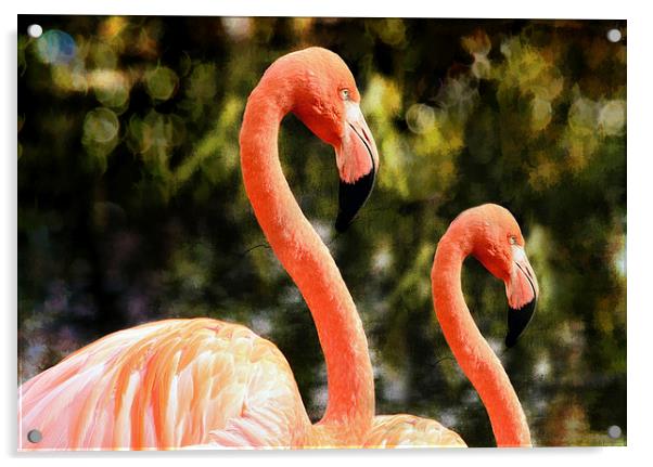 Flamingos Acrylic by Elaine Manley