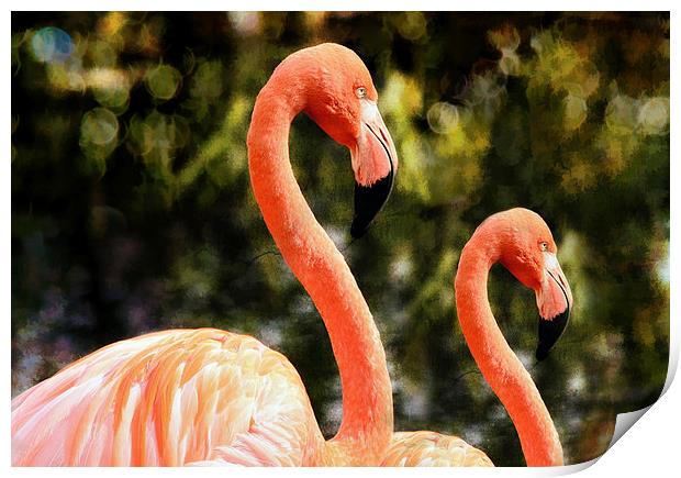 Flamingos Print by Elaine Manley