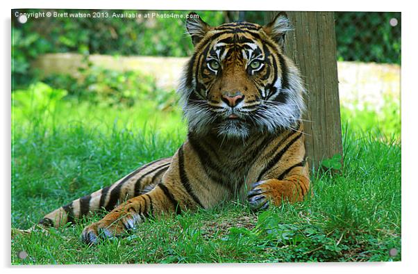 A Tiger Acrylic by Brett watson