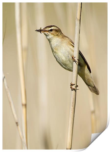 Sedge Warbler with Food Print by Sue Dudley