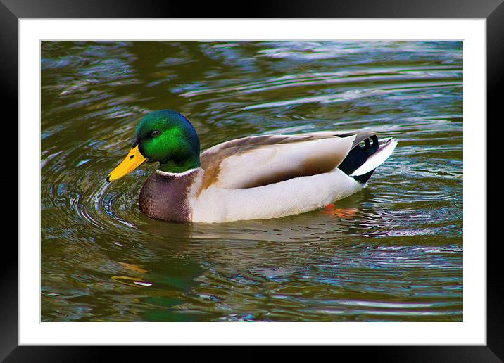 Mallard Duck Swimming in Water Framed Mounted Print by Juha Remes